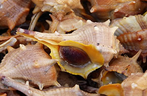 Jogo de Búzios Dinheiro e Finanças